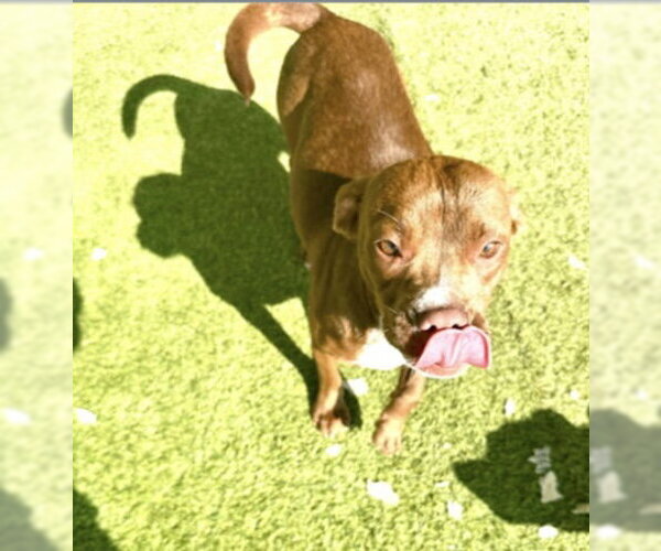 Medium Photo #2 Mutt Puppy For Sale in Rockaway, NJ, USA