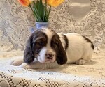 Small #1 English Springer Spaniel