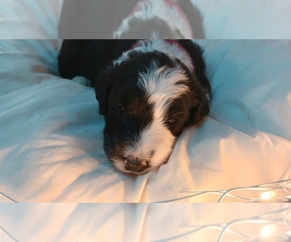 Medium Photo #12 Border Collie-Sheepadoodle Mix Puppy For Sale in MARATHON, WI, USA