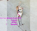 Small #1 Labrador Retriever Mix