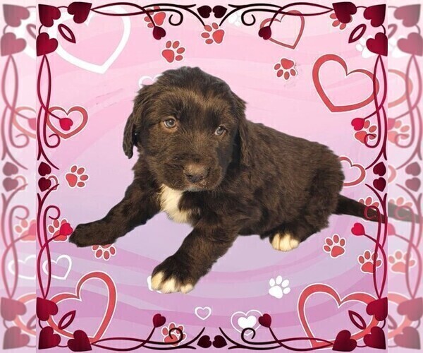 Medium Photo #2 Golden Mountain Dog Puppy For Sale in BLACK FOREST, CO, USA