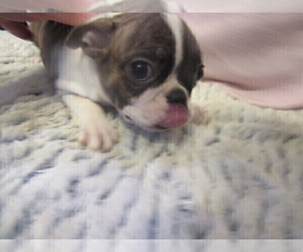 Medium Photo #3 Boston Terrier Puppy For Sale in BLACK HORSE, OH, USA