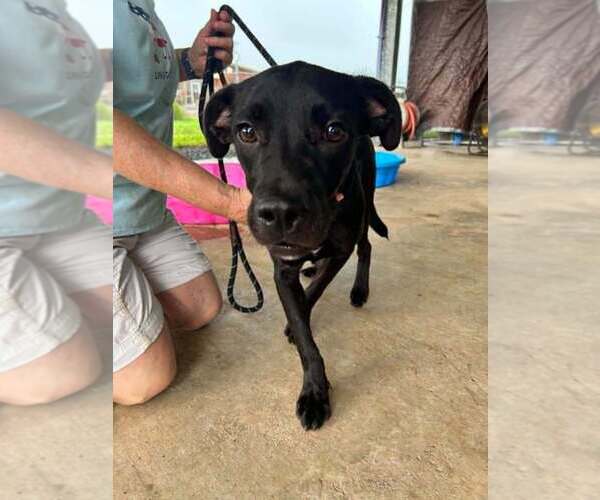 Medium Photo #3 Mutt Puppy For Sale in Abbeville, LA, USA