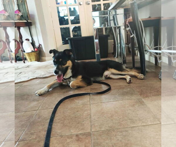 Medium Photo #7 Siberian Husky-Unknown Mix Puppy For Sale in Princeton, MN, USA