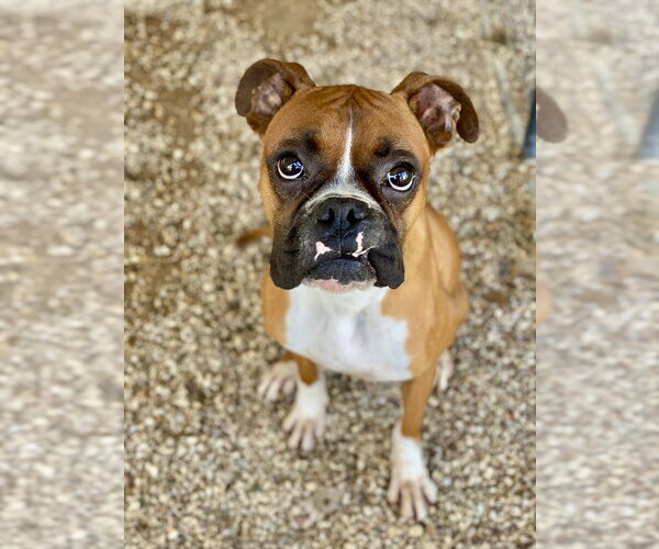 Medium Photo #2 Boxer Puppy For Sale in Austin, TX, USA