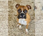 Small #1 Boxer