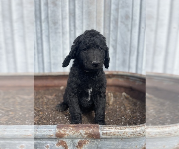 Medium Photo #3 Labradoodle Puppy For Sale in CHARITON, IA, USA