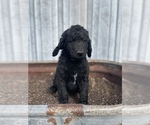Small Photo #3 Labradoodle Puppy For Sale in CHARITON, IA, USA