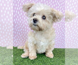 Maltese-Unknown Mix Dogs for adoption in Corona, CA, USA