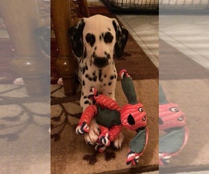 Dalmatian Puppy for sale in S WILLIAMSPORT, PA, USA
