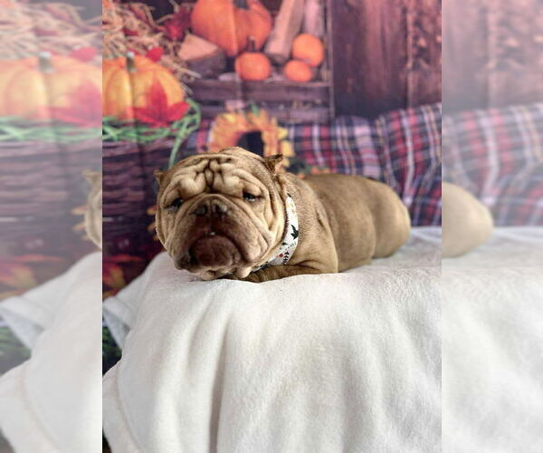 Medium Photo #7 Frenchie-Pei Puppy For Sale in New York, NY, USA