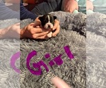 Puppy Puppy 5 Boston Terrier