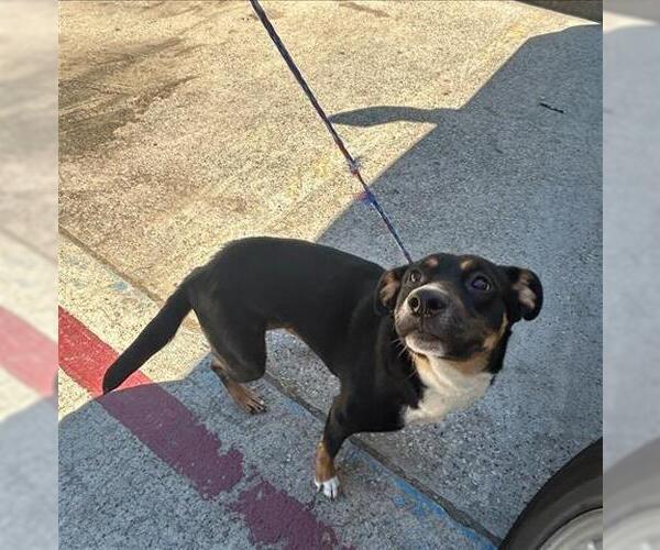 Medium Photo #1 Labrador Retriever-Unknown Mix Puppy For Sale in Houston, TX, USA