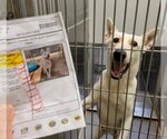 Small Photo #4 German Shepherd Dog Puppy For Sale in Phoenix, AZ, USA