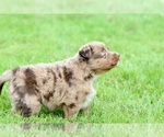Small Photo #8 Australian Shepherd Puppy For Sale in NEWTON FALLS, OH, USA