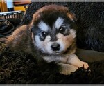 Small Photo #32 Alaskan Malamute Puppy For Sale in MIDWEST CITY, OK, USA
