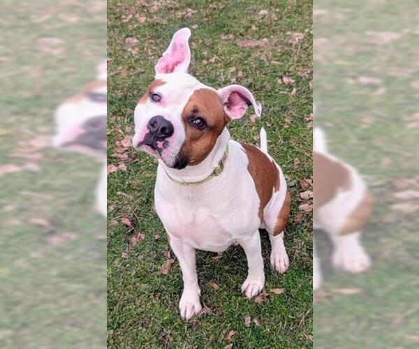 Medium Photo #1 Staffordshire Bull Terrier Puppy For Sale in Akron, OH, USA