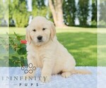 Small #3 Golden Retriever