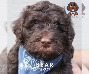 Australian Labradoodle Puppy for Sale in HOLLYWOOD, Florida USA