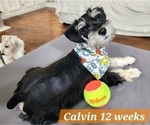 Puppy Calvin Schnauzer (Miniature)