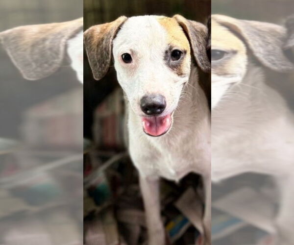 Medium Photo #7 Chihuahua-Unknown Mix Puppy For Sale in Virginia Beach, VA, USA