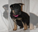 Puppy Pink German Shepherd Dog
