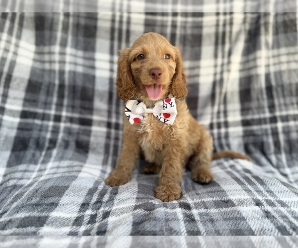 Medium Photo #4 Cock-A-Poo Puppy For Sale in LAKELAND, FL, USA