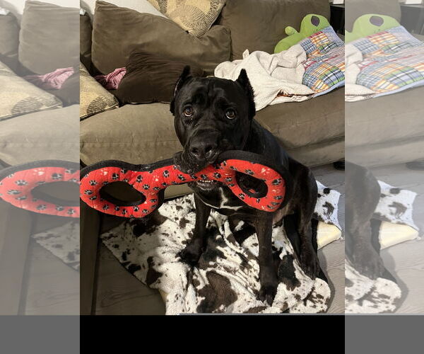 Medium Photo #3 Mutt Puppy For Sale in Denton, TX, USA