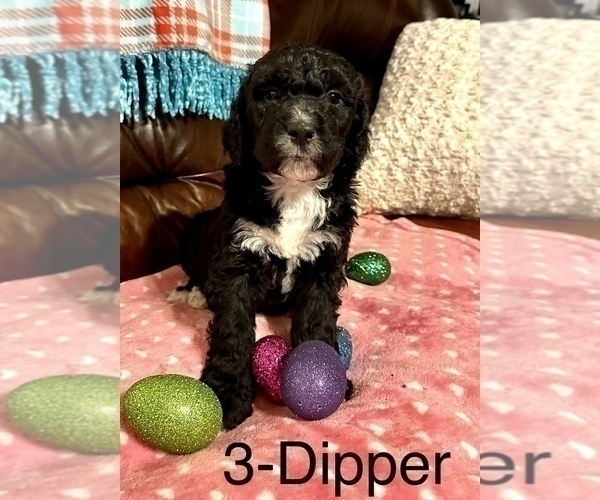 Medium Photo #3 Bernedoodle-Labradoodle Mix Puppy For Sale in ELLIJAY, GA, USA