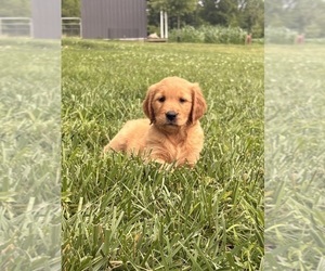 Golden Retriever Puppy for sale in CUB RUN, KY, USA