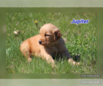 Puppy Jupiter Golden Retriever