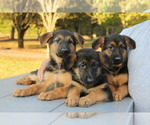 Small Photo #1 German Shepherd Dog Puppy For Sale in CHESNEE, SC, USA