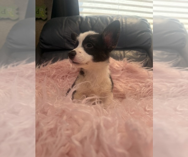Medium Photo #7 Pembroke Welsh Corgi Puppy For Sale in SHERMAN, TX, USA