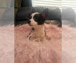 Small #6 Pembroke Welsh Corgi