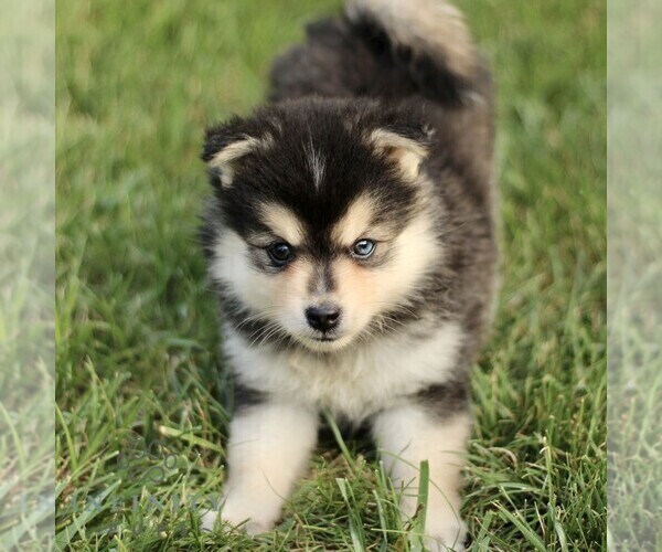 Medium Photo #2 Pomsky Puppy For Sale in PARKESBURG, PA, USA