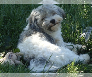 Father of the Havanese puppies born on 02/13/2020