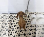 Small #2 Dachshund
