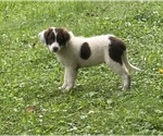 Puppy Timmy Borador