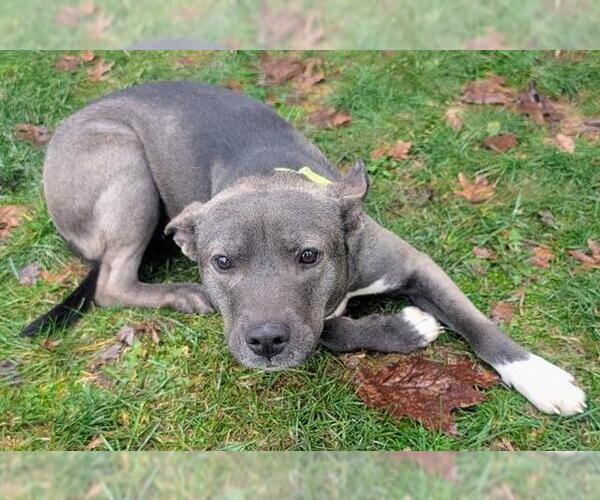 Medium Photo #1 Mutt Puppy For Sale in Akron, OH, USA