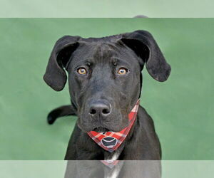 Labrador Retriever Dogs for adoption in Pasadena, CA, USA