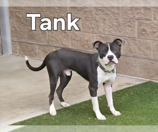Medium Photo #1 American Pit Bull Terrier Puppy For Sale in Derwood, MD, USA