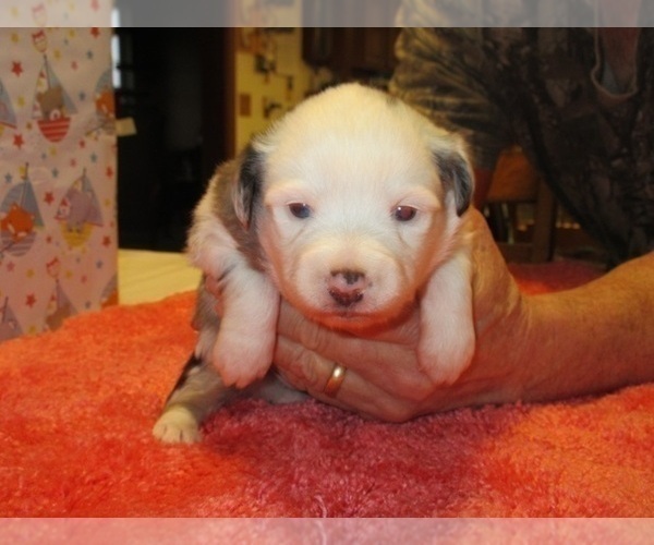 Medium Photo #2 Australian Shepherd Puppy For Sale in AUBURN, IN, USA