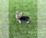Small Photo #2 Mutt Puppy For Sale in Andover, MN, USA