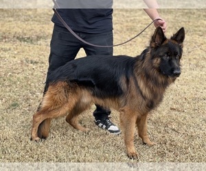 Father of the German Shepherd Dog puppies born on 01/26/2025