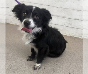 Chihuahua Dogs for adoption in San Bernardino, CA, USA