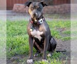 Small #13 American Pit Bull Terrier Mix