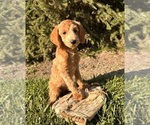 Small #2 Goldendoodle (Miniature)
