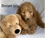 Small Photo #29 Goldendoodle Puppy For Sale in CROTON, MI, USA