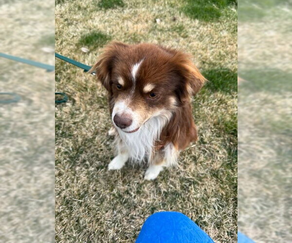Medium Photo #5 Australian Shepherd Puppy For Sale in MIDWAY, UT, USA