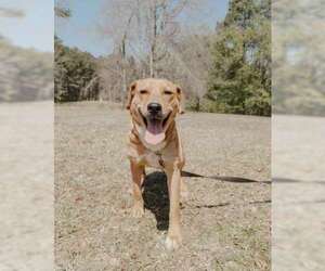 Joone - Female Shepradors Dog for Adoption - Photo #4